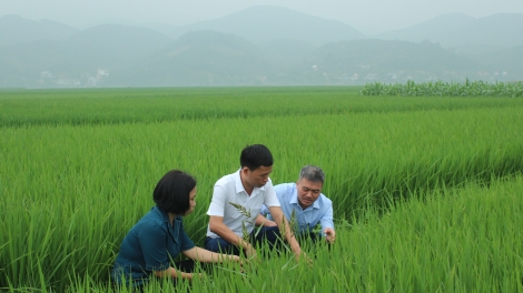 Ngon tô thứ 3 mự 23 bườn 4 pì 2024 – Po hay me na tỉnh Yền Bái khâng lăm le, chự phong bổng manh hẳư cò khảu na mua xuần