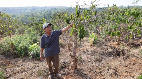 Lối 2.000 ha loăng plâi a Dak Lak tro tơdjâk xua kong tô khăng khoăng