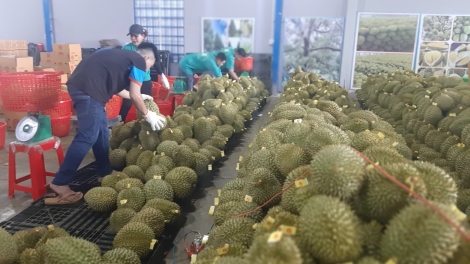 TIEN GIANG: JALAN NGAK HALEI PIAH KHIK KAJAP CHAT LUONG BAO KAYAU “MENUAC KAYA”