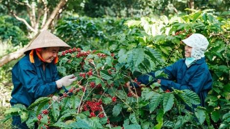 Lơh bal tac phan lơh gơs bơh suơn sre đah ƀòn dờng Hồ Chí Minh mờ Tây Nguyên – Bơta tờm pal tus bơh bơta niam