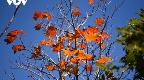 CHƯƠNG TRÌNH KHAY HENG TÀY- NÙNG  (Chủ Nhật – Vằn 7/4/2024)