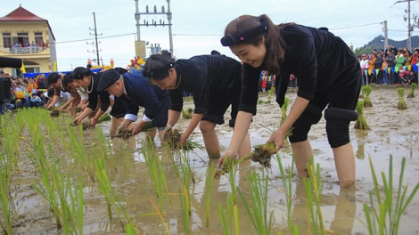 CO CHẢ DÀU RÈO NOỌNG