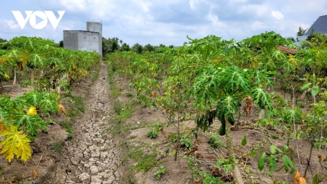 កសិករនៅខេត្ត Tiền Giang ប្រយុទ្ធប្រឆាំងជាមួយគ្រោះរាំងស្ងួត និងទឹកប្រៃលុកលុយ។