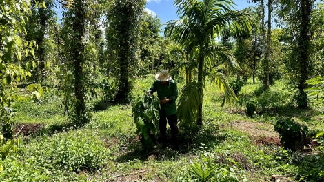 Bruă ngă hmua Dak Lak hơđong tui yua kơ ngă tui lu hơdră