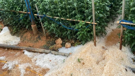 Adiê hjan pliêr ti ƀuôn prŏng Đà Lạt, čar Lâm Đồng 