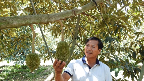 Săk rnglăy bâh nău kan rgâl mhe ueh mir tơm mô jêng ta n’har bri Sa Thầy.