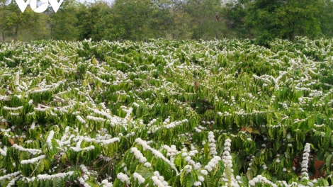 Hơdôm tơlơi čih: Kual Dap kơdư khŏt ia: Ngă hiưm pă kiăng bơyan không phang jing yôm 	Tơlơi čih tal 3: Bơyan phang-ba glăi anŏ yôm brơi kual Dap kơdư