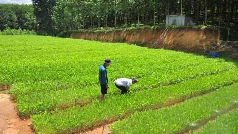 QUẢNG NAM CHOH T’MÊÊ 2.700 HÉC TA CRÂNG COH 4 C’XÊÊ TR’NƠỚP C’MOO