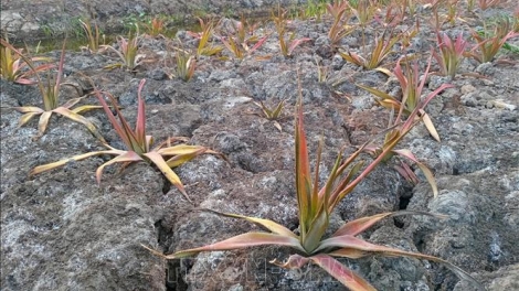 KHAT LAHIK KAYUA NYOM IA MBAK DI BHUM TANERAN KRAONG CUU LONG 