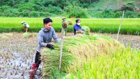 Rộn ràng “mùa vàng” giữa đại ngàn Pù Huống