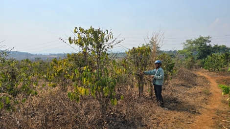 Bài 1: “Kơphế to kơnâ yă, tô mơdrăng xuân ó” 