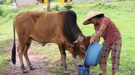 Trao sinh kế phù hợp để giảm nghèo bền vững