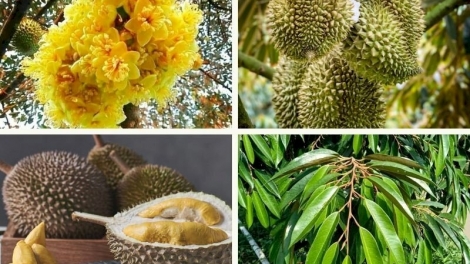 JALAN PALA SAONG TUI IEK PHUN DURIAN BREI RILO BAOH 