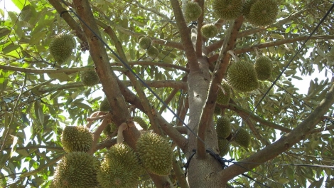 Kon Tum hơtŏk tơiung lơ hơgăt teh ‘long sa plei