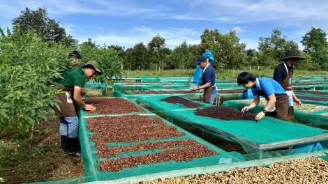 Tơmeăm pê lo châ yă kơnâ tơdroăng rêh ối dêi kuăn pơlê Tây Nguyên châ pơ’lêh