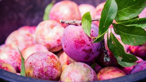 CHƯƠNG TRÌNH KHAY HENG TÀY- NÙNG  (Thứ Tư- Vằn 12/06/2024)