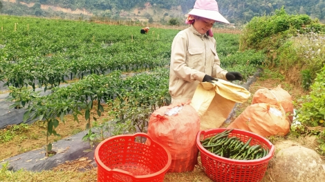 Ngon tô thứ  mự 25 bườn 6 pì 2024 – San luông pùn tảnh liệng báu hẳư kìn hăm công nghiệp