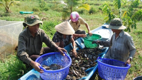 U MINH SA TANGIN SAONG GAUK PASIAM VEIK KAYA IKAN HAMU