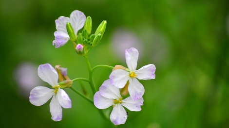 CHƯƠNG TRÌNH KHAY HENG TÀY-NÙNG (Thứ Ba- Vằn xo 9/7/2024)