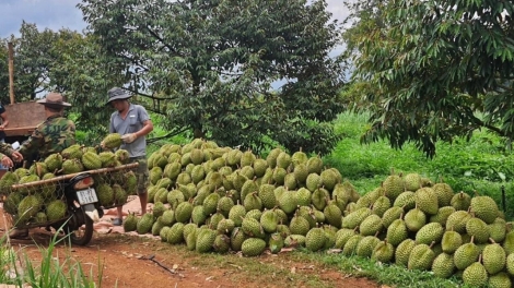 Kuăn pơlê Gia Lai phiu ro troh rơnó krí dêi plâi sầu riêng 