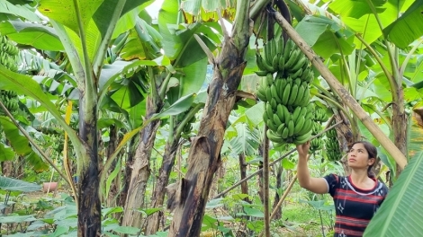 HƯỚNG HÓA (QUẢNG TRỊ): T’BHLẦNG RAU K’ĐHƠỢNG BHRỢ ÂNG ĐẢNG CƠNH LÂNG CHÍNH SÁCH ZÊN VẶ