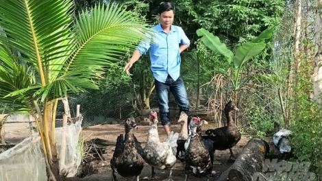 RAONG ADA XIEM (ADA KALAPA) MENG PANDAP MBANG HU DALAM LANGIK TASIK, LABA HU RILO