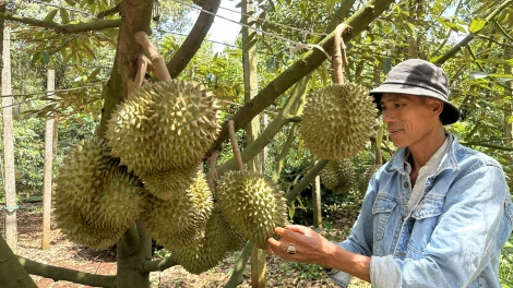 Daklak hyuă kjăp hĭn bruă kiă kriê hnơ̆ng jăk boh durian 