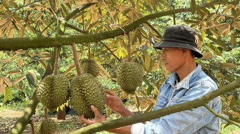 Tô tuăn ing tơdroăng tơbriêt dêi pó pêt loăng plâi sầu riêng a Dak Lak