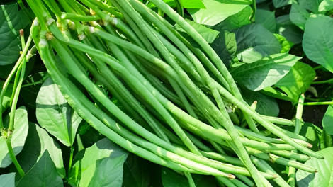 Lầy tzình  phát sinh ìu miền vả hoi 13.8.2024