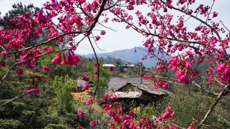 Danak dak sap Cam 19_08_2024