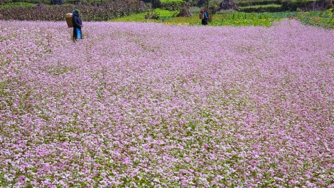 Danak dak sap Cam 18_08_2024