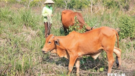 KHÁNH HÒA: PA ZAY PA XANG BHIỆC T’BIL LƠI ĐONG ZIR XRĂH ĐOỌNG HA PR’LOỌNG ĐHA RỰT 2 CHR’HOONG KHÁNH SƠN LÂNG KHÁNH VĨNH COH C’MOO 2024