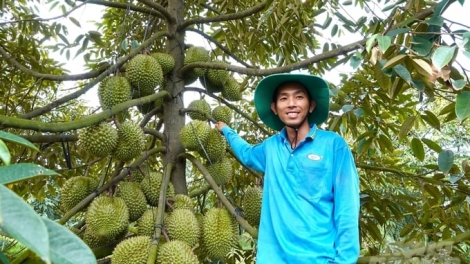 PALA DURIAN SUAN BILAN, DUAH HU JIEN TỶ YAOK THUN