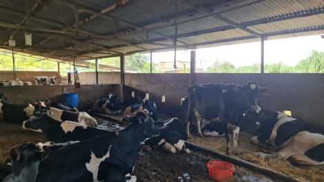 Rơmô brung djai tơdơi kơ tlâ̆o vaccine, lu sang anŏ rông rơmô bưp tơnap tap