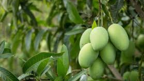 Danak dak sap Cam 13_08_2024