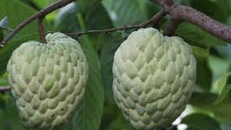 Danak dak sap Cam 22_08_2024