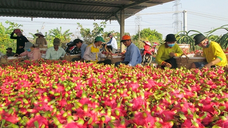 PIAH KA PHUN THANH LONG TIEN GIANG CAK ROK PATAGOK KHANG 