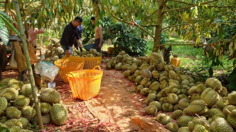 TÊT PƠM TƠM KƠDIH TEH ĐAK TƠ̆ ɃUÔN JUNG