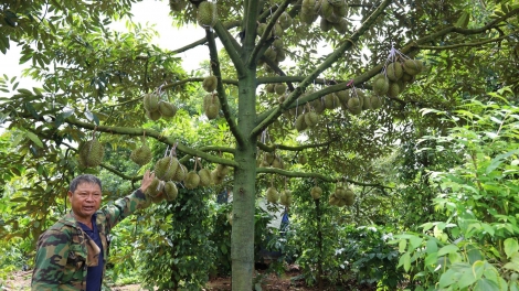 Kdriêk Krông Pač, čar Daklak mprăp kơ knăm mơak boh durian gưl tal 2 