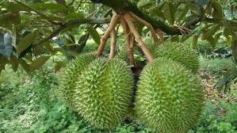 Danak dak sap Cam 12_08_2024