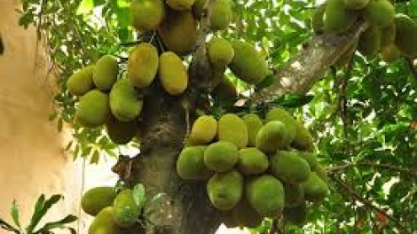 Danak dak sap Cam 14_08_2024