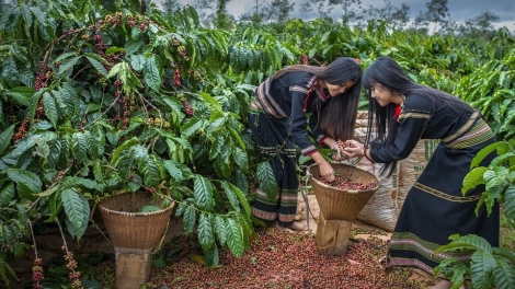 Thúc đẩy hệ sinh thái khởi nghiệp đổi mới sáng tạo tỉnh Đắk Lắk