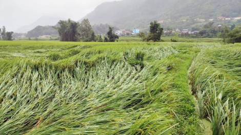 RIBUK KA 3 NGAK KHAT LAHIK BIAK TRAK KA DOM TINH GAH BRAK