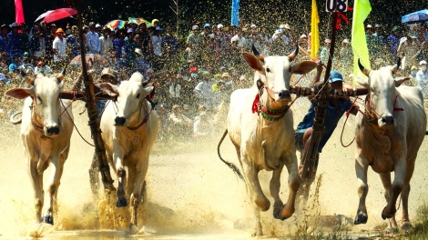 Đặc sắc đua bò Bảy Núi An Giang