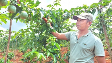 Hướng đến xây dựng vùng nguyên liệu chanh dây xuất khẩu tại Đắk Lắk