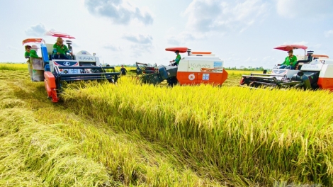 DONG THAP MEK JIEN TAME MENG PADAI BRAH LABAIH 16.000 TY DONG DALAM THUN INI