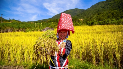 Lên biên giới Bình Liêu (Quảng Ninh) ngắm lúa vàng, lau trắng