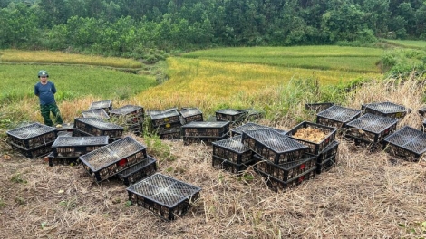 Đồn biên phòng Pò Hèn: Liên tiếp bắt các vụ gà nhập lậu