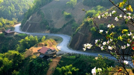 Phai paz nhây phiến