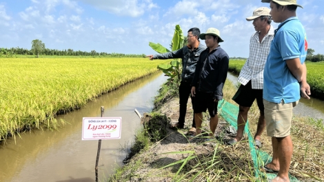 CA MAU: MAI RIVANG BHUM HADANG – PADAI SINH THAI